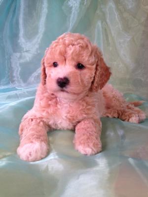 Iowa's top dog breeder is ready for show and tell with yet another perfect litter of Poochons. Did you know that you can buy Bichon Poodle Puppies from Iowa's best dog breeder for only $675? 